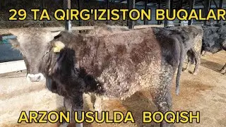 29 TA QIRG'IZISTON BUQALAR QANDAY BOQILYAPTI