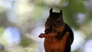 Douglas Squirrel Feeding on a Cone