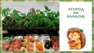 Огород на БАЛКОНЕ 2021/РАССАДА 2021, такое я еще не выращивала!