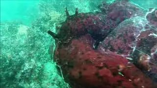 California Sea Hare spawning