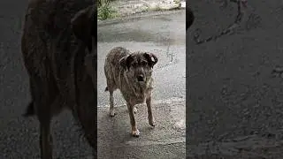 Покормила бродяг. Им нужна наша забота 