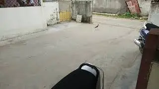 ટીટોડી તેના બચ્ચાની સાથે