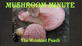A Beautiful and Rare Peach Colored Mushroom