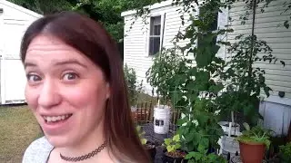 It's A Cucumber TREE! - 5th Garden Walkthru 2020