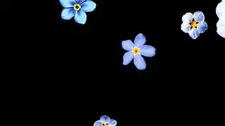 Blue Flower Falling Black Screen Video ll Best Black Screen Video for Editting ll Copyright Free ll