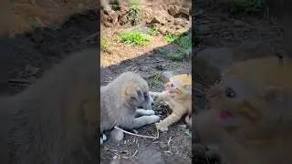 😱 Horrible cat vs dog fight #shorts