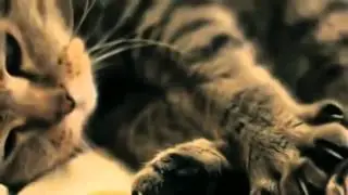 Cat stoned // Кот кайфушник