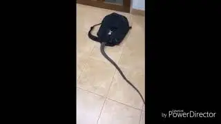 animal planet snake