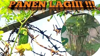 SENANG BANGET LIAT TANAMAN BERBUAH DAN PANEN ⁉️