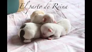 Atiendo a un parto , mi chihuahua se pone de parto , parto completo, UN PERRO NO ES UN REGALO ...