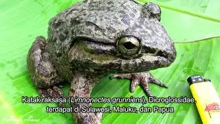 Todan, katak raksasa Sulawesi (Limnonectes grunniens) | Giant frog of Sulawesi