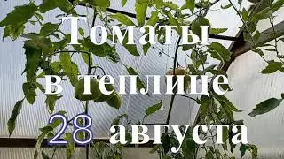 Томаты в теплице на 28 августа