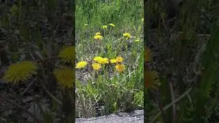 Flower song #shorts