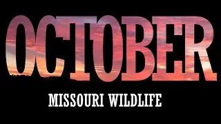 October Missouri Wildlife