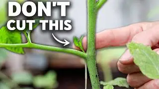 FORCE Tomatoes to FRUIT MORE | How to Prune Tomato Plants the RIGHT WAY