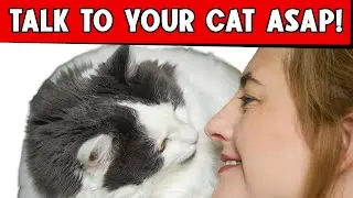 If You Start Meowing Back at Your Cat, WATCH What Happens Next - YOU CAN'T MISS THIS!