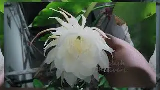 Brahma kamalam 2Nd Time #brahmakamalflower #kowkur #nature