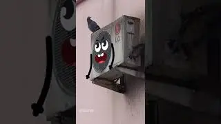 Goodland | Pigeon and air conditioner 😂 