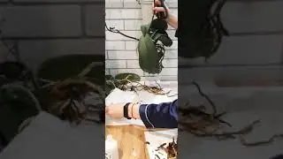 Готовим орхидеи к посадке. Как правильно подготовить орхидею к посадке. Мои орхидеи в керамзите.