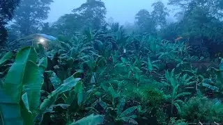 MULTIPLE CROPPING, MIXED COMMODITY, FARMING IS LIFE 