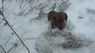 Dachshund hunting a hare