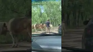 Моё маленькое путешествие в Нугуш 😋
