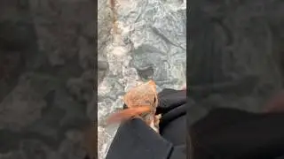Чип путешественник 😎 