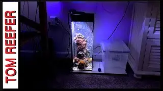 Reef Tank (WHAT MAKES NANO REEF TANKS SO COOL!)