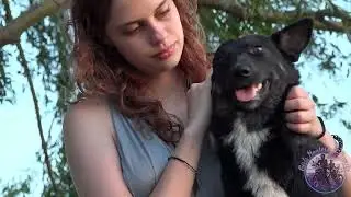 Black Dog