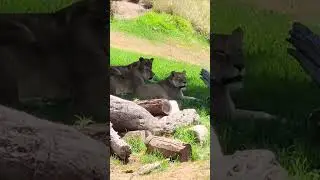 Three lion sisters
