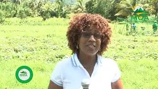 Farmer Field School on Cucumber Production