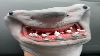 Shark Puppet Compilation