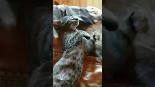 КОРОЛЕВА СПИТ. А что еще делать в жару? #котики #cat