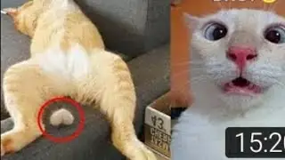 Beste Morsomme Katter Og Hunder Kompilering
