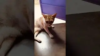 Thirsty cat takes shelter in house #cutecat #petlover #summervibes #catvideos2024