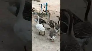 These Geese #geese #shorts