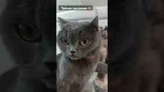Тайное послание Бамблби #cat #кот #трансформеры