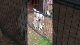Dreams do come true 🐶 #puppy #dogs #animals #shorts