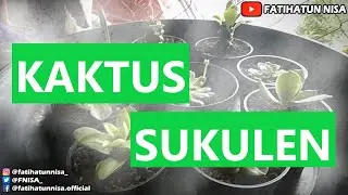 Kaktus Sukulen | Cactus Succulent