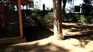 Дома для бездомных кошек в Турции 2