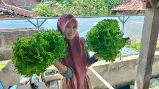 PESANAN SELADA ANIZEL ADA YANG TEMBUS 400GR