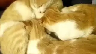 Сиську сосут взрослые коты