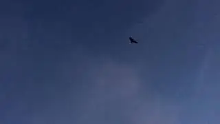 BATS