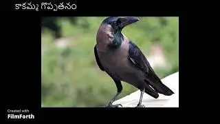 కాకమ్మ గొప్పతనం