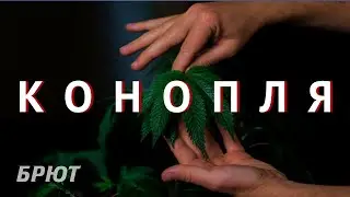 Конопля. Прошлое. Настоящее. Будущее?