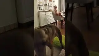 Две левретки. Кошказаменитель 🤣 