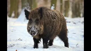 Охота на кабана с подхода на лыжах.  Кровь, мат, все как мы любим😃