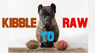 Transitioning from a Kibble Diet to a Raw Diet for Your Dog - Mixing vs Fasting