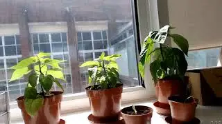 chilli plant timelapse