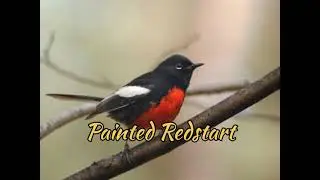 Painted Redstart (Myioborus Pictus)